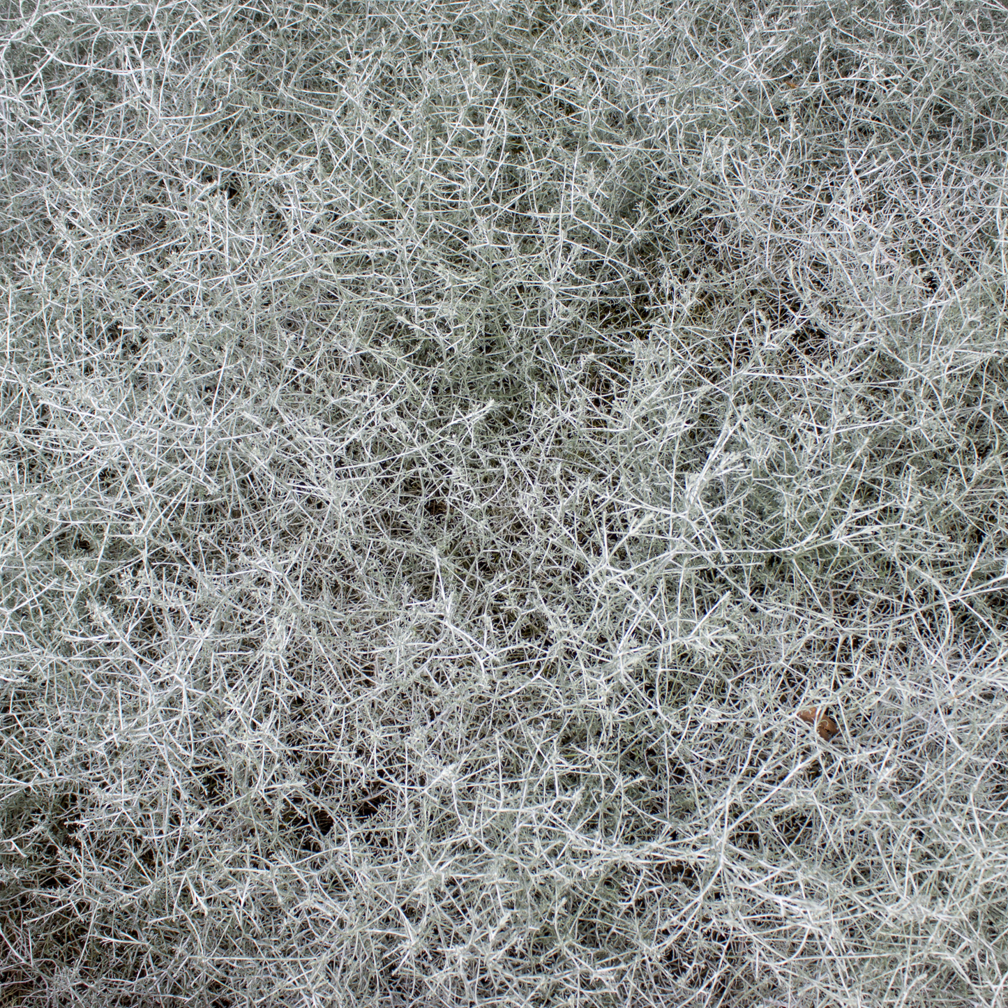 Leucophyta brownii 'Cushion Bush' 7cm