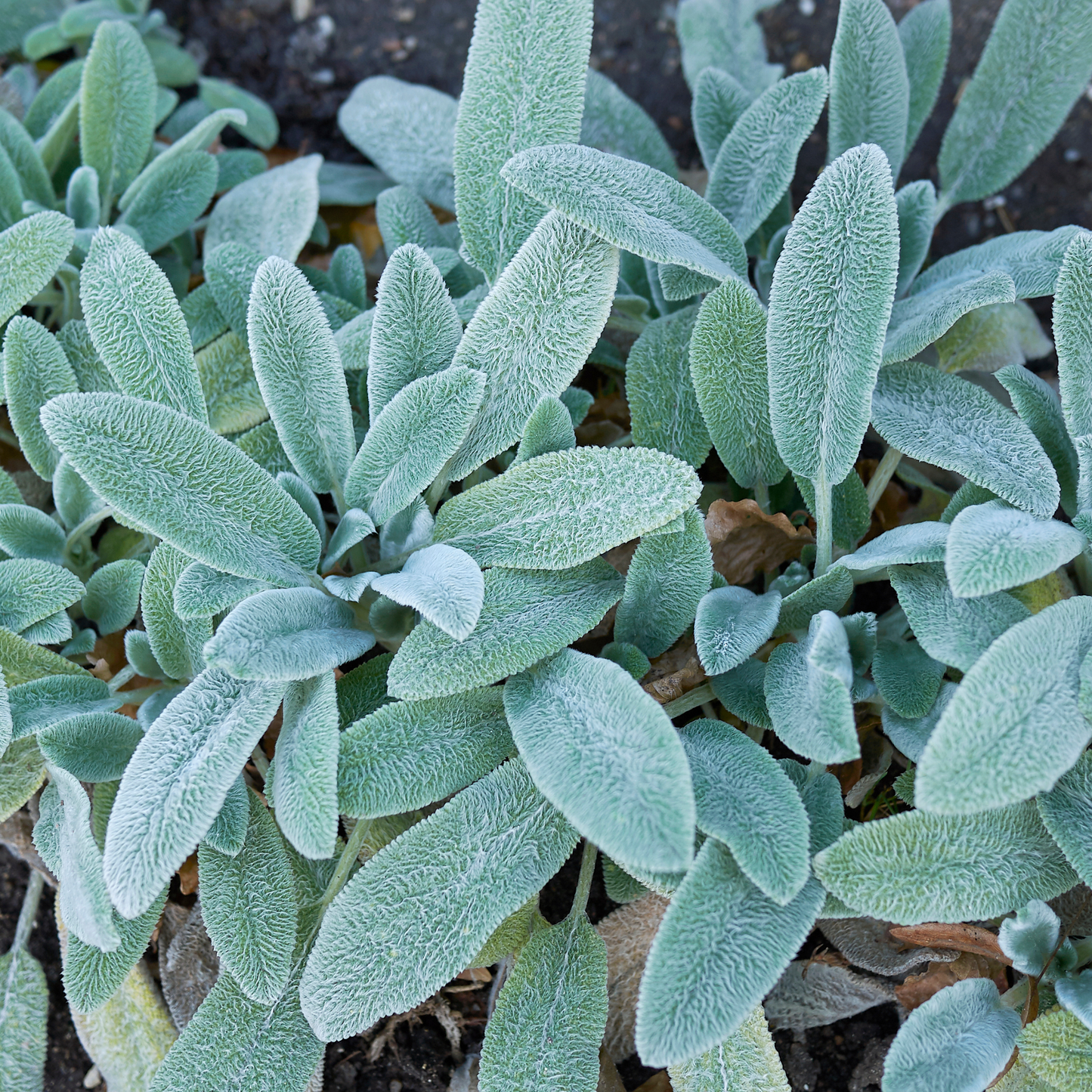 Stachys lanata 'Lambs Ears' 7cm