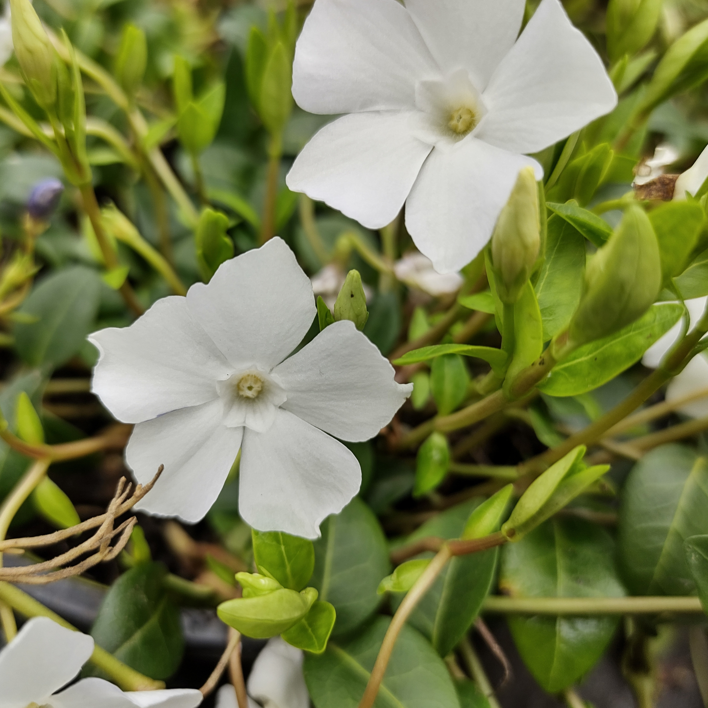 Vinca Minor Alba 7cm