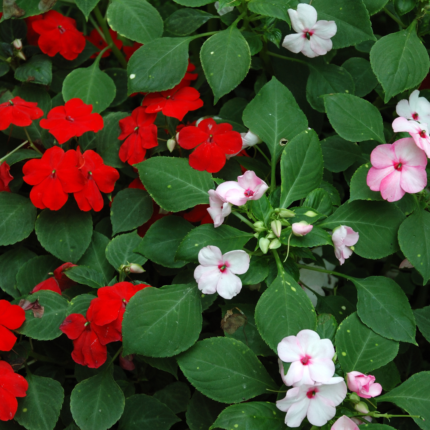 Impatiens mix 100mm