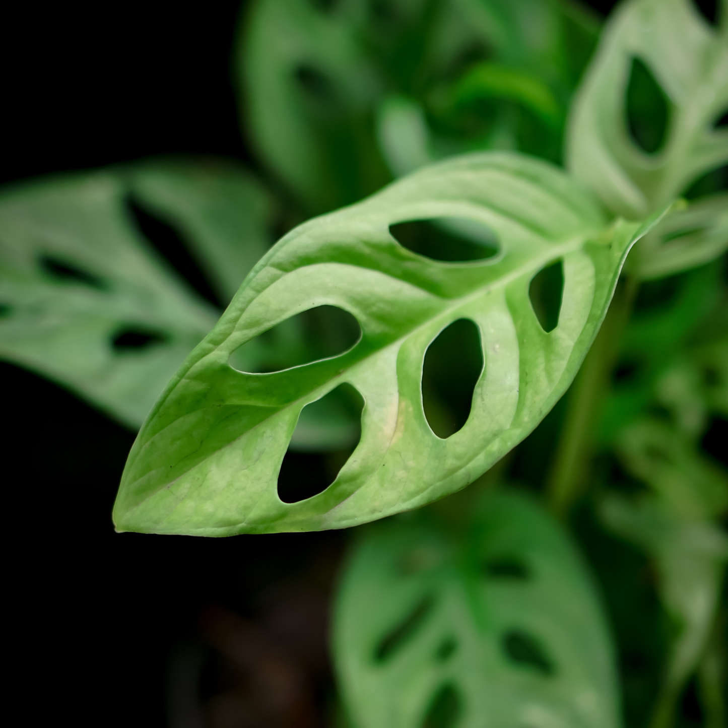 Monstera adansonii ‘Monkey Mask’ 20cm
