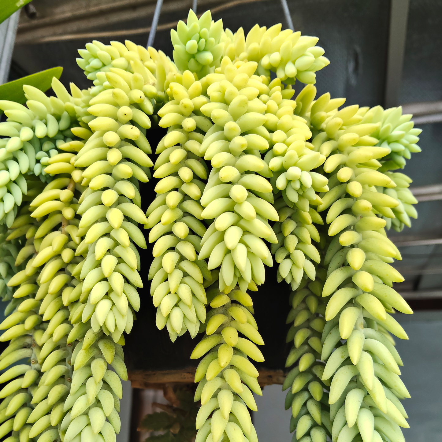 Sedum burrito Burros Tail Hanging Basket 15cm