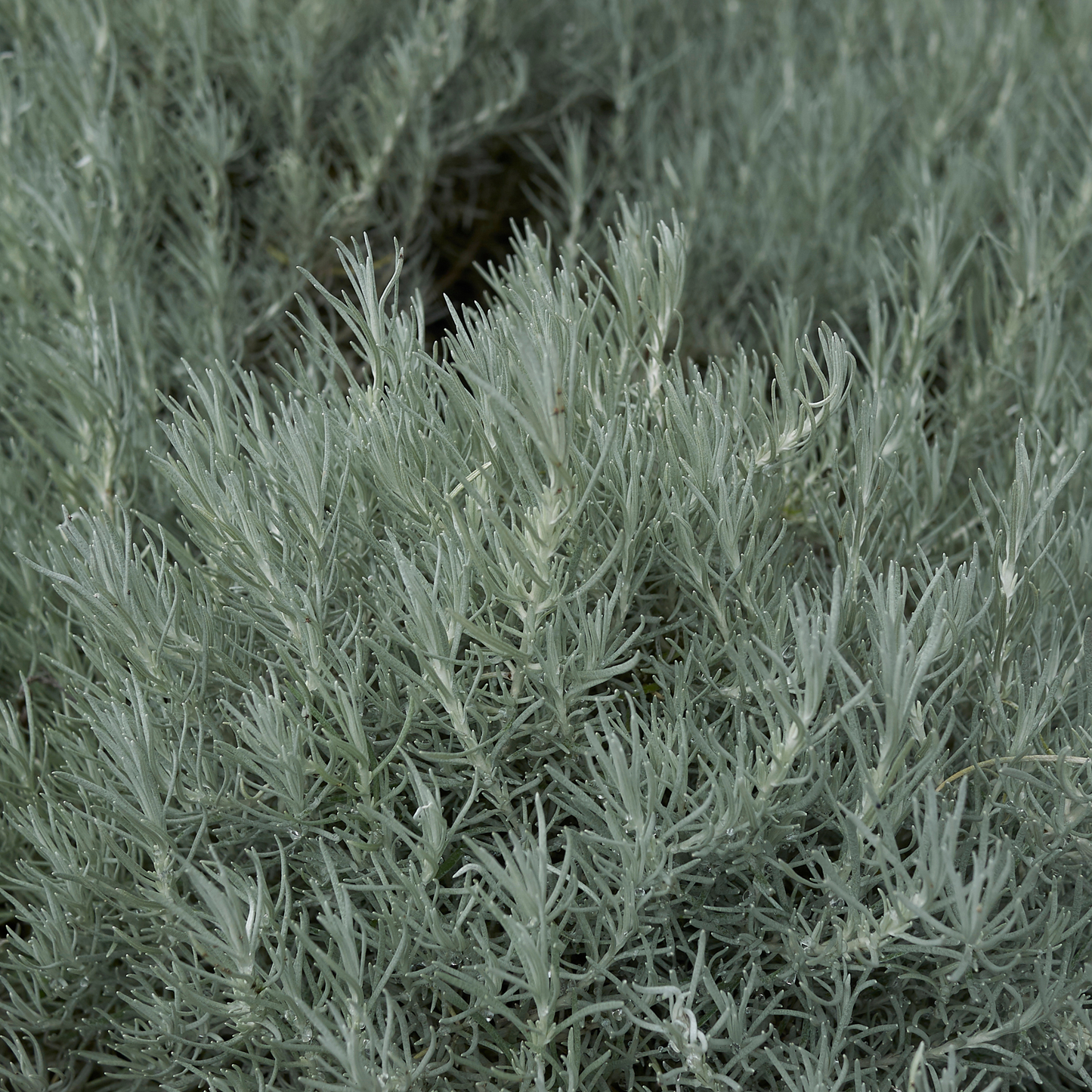 Helichrysum 'Silvo Spreading' 14cm
