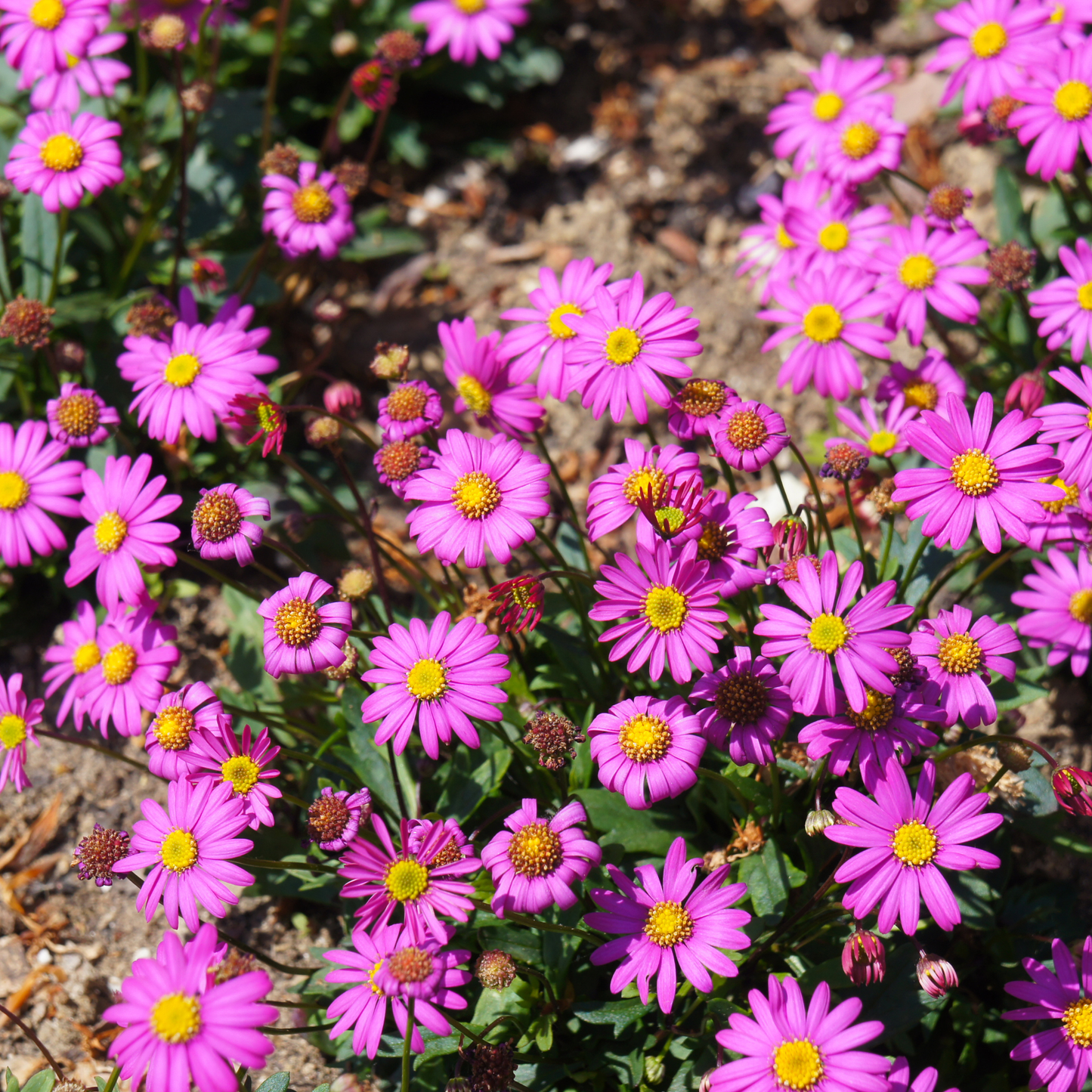 Brachyscome 'Fresco Bright Pink' 14cm