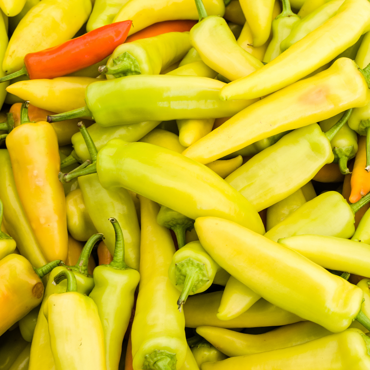 Capsicum Hungarian Wax Pepper 100mm
