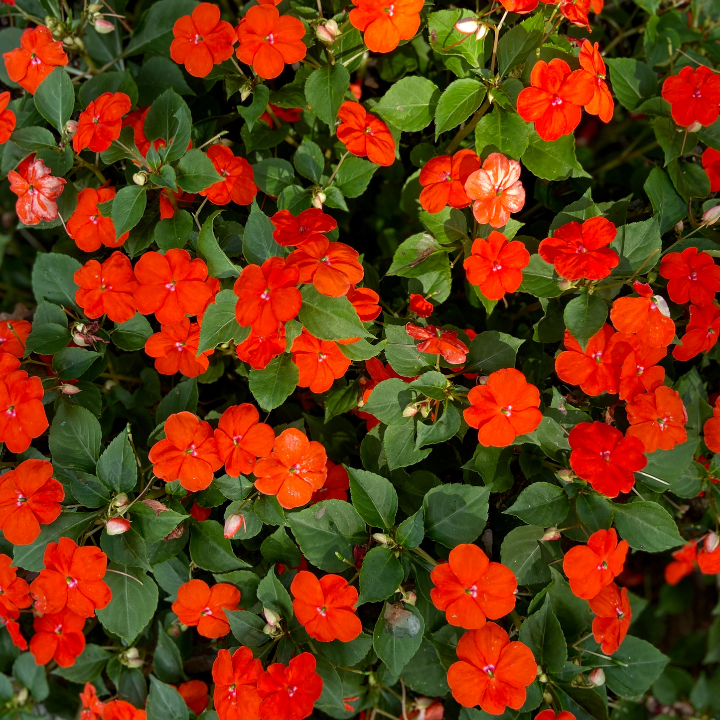 Impatiens 'Sunpatiens Orange' 14cm