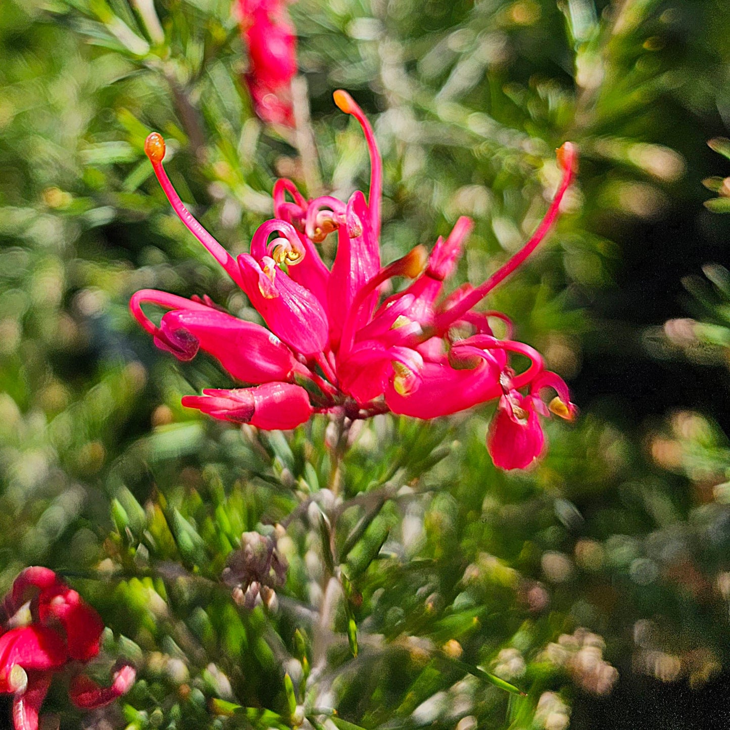 Grevillea ‘Scarlet Sprite’ 14cm