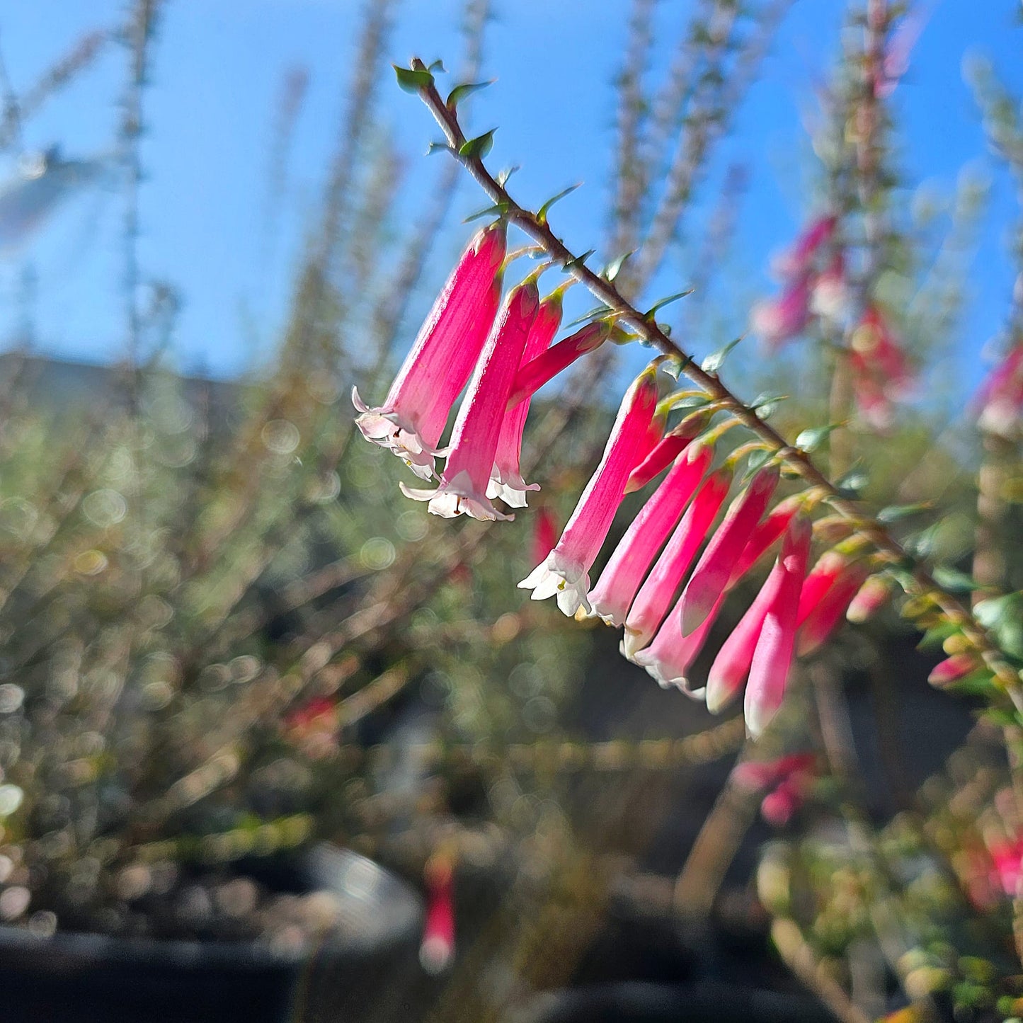 Epacris impressa ‘Pan Pipes’ 20cm