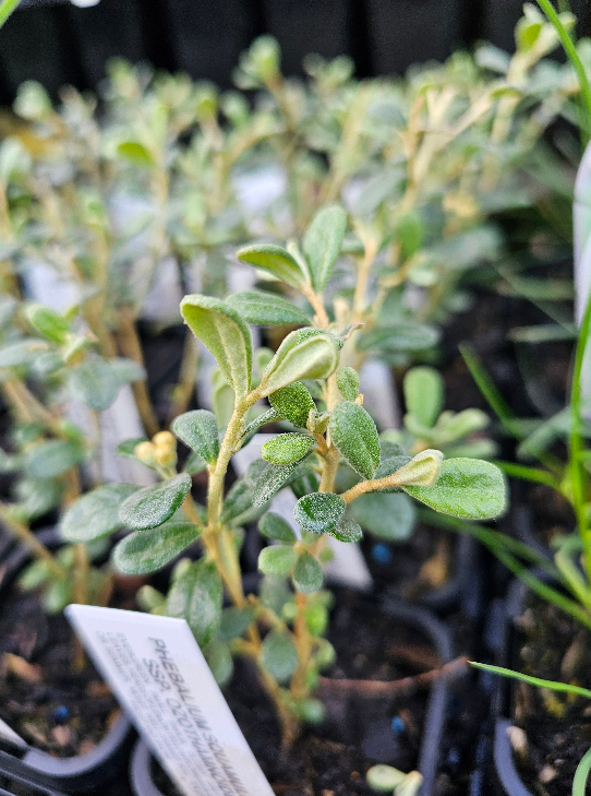 Phebalium squamulosum ssp. ozothamnoides 7cm