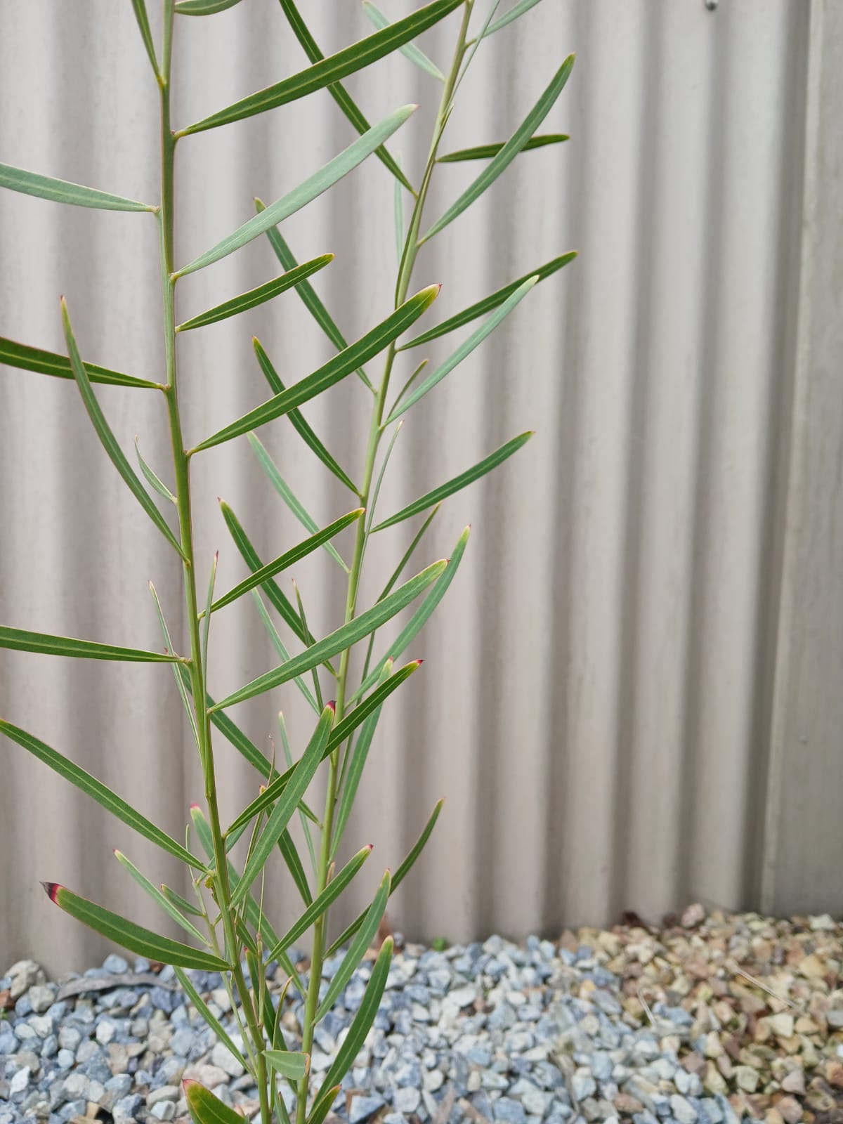 Acacia suaveolens 'Sweet-scented Wattle' 20cm