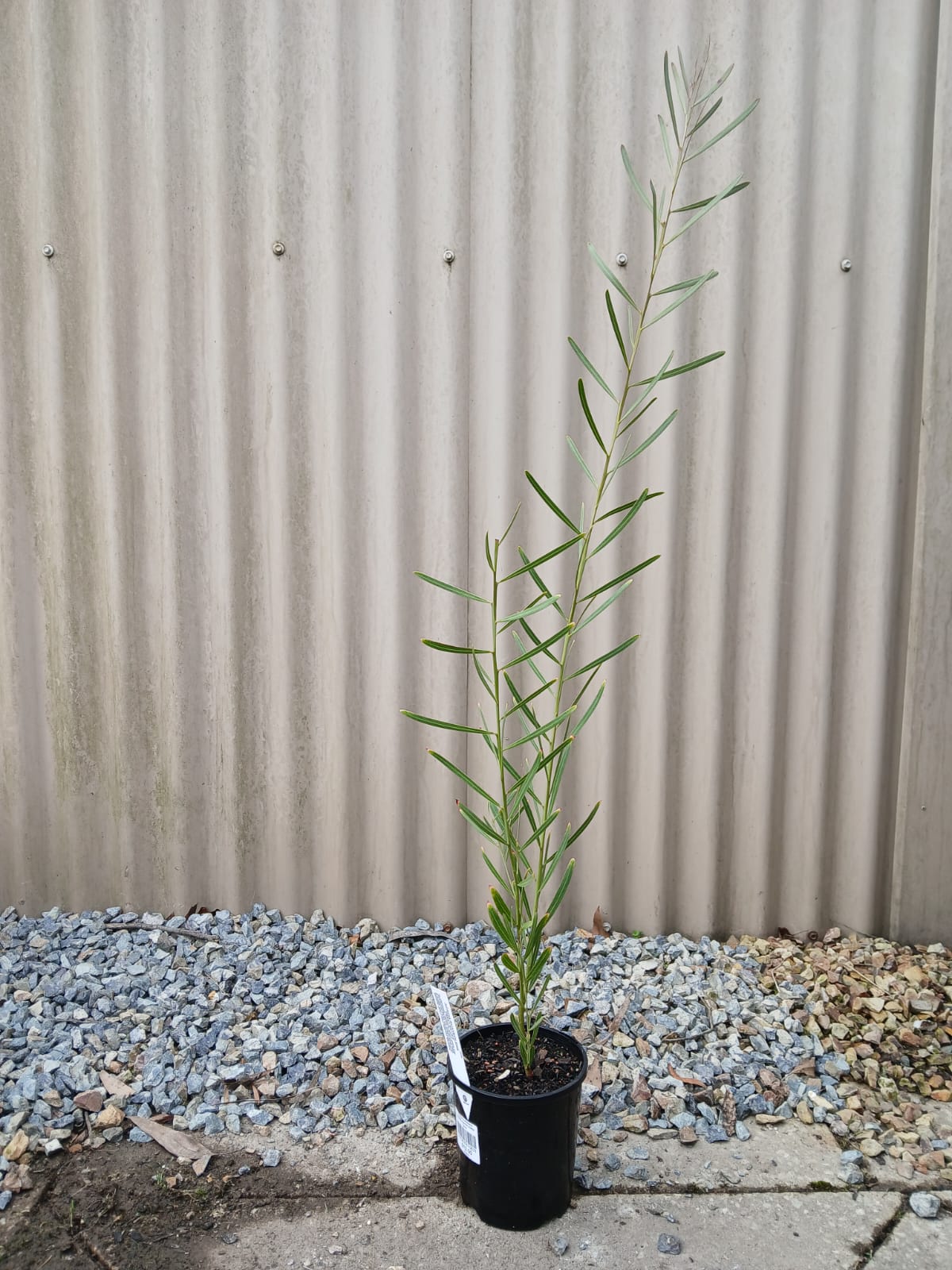 Acacia suaveolens 'Sweet-scented Wattle' 20cm