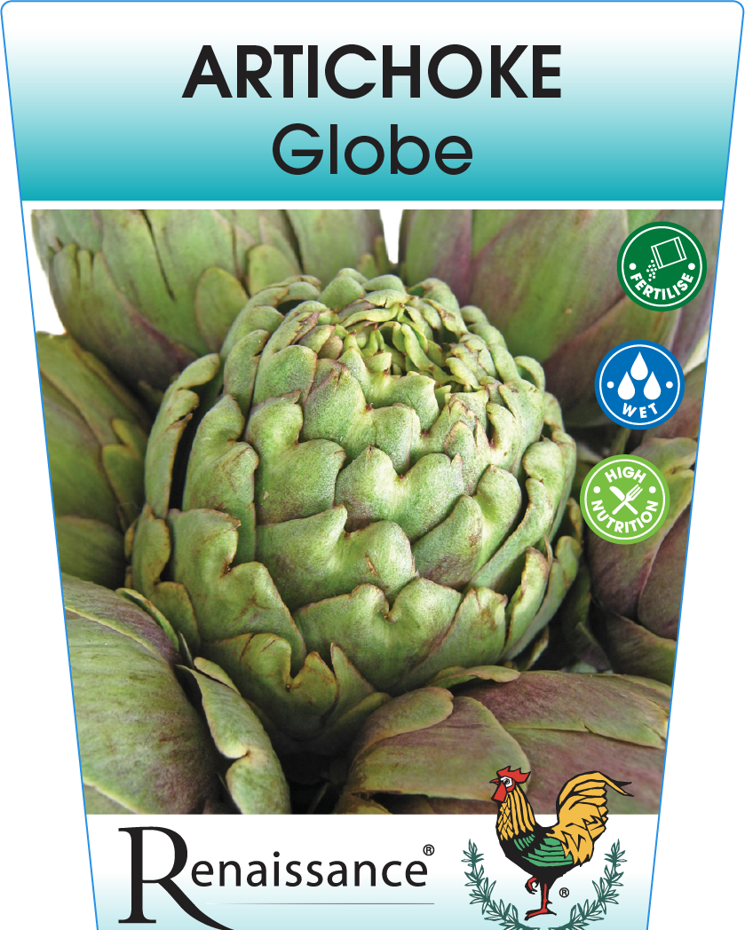 Artichoke Green Globe 95mm