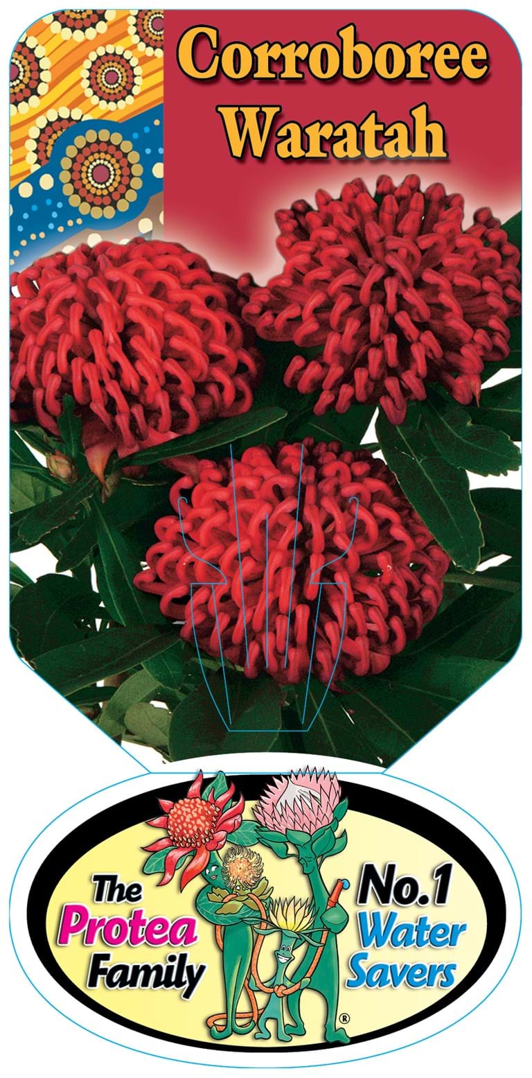 Telopea 'Corroboree' Waratah 20cm