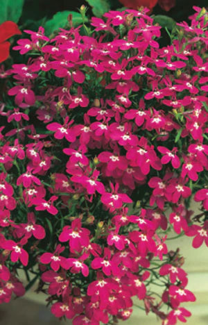 Lobelia Rosamond 2500 seeds