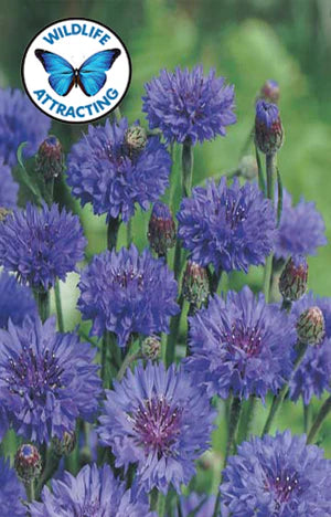 Cornflower Blue Ball 250 Seeds