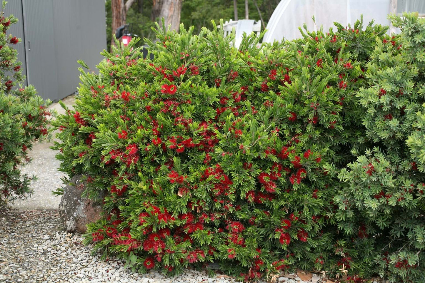 Callistemon viminalis hybrid, ‘Green Envy’ 7cm