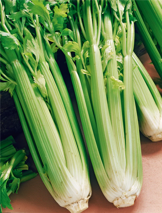 Celery Tall Utah 1000 Seeds