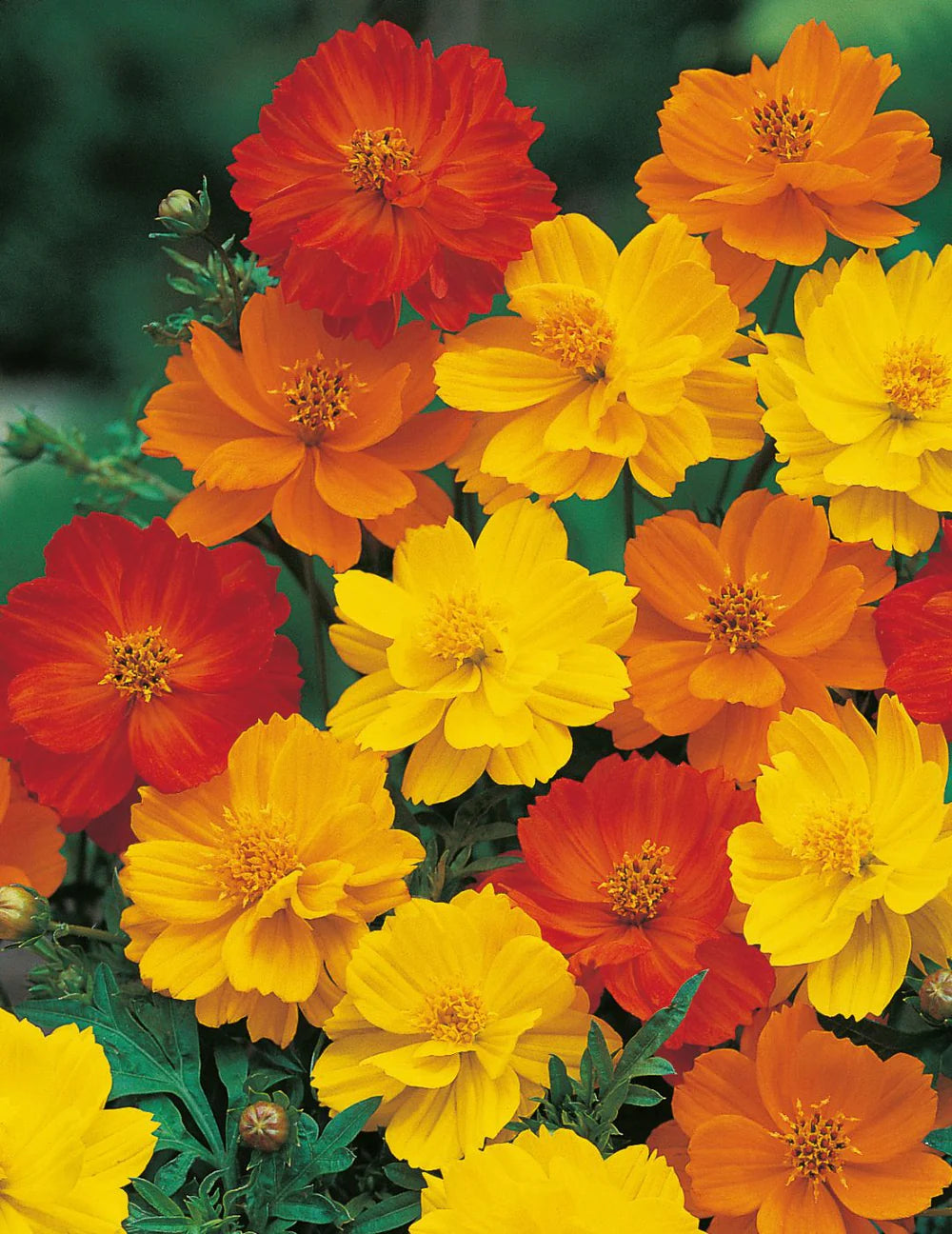 Cosmos Carpet Formula Seeds 100 Seeds