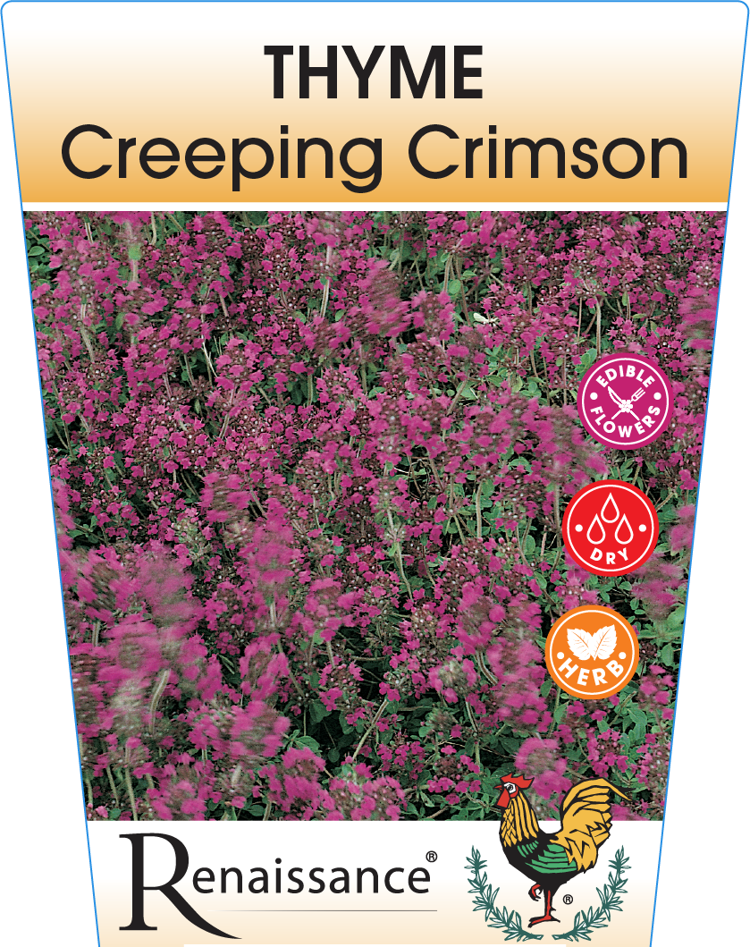 Thyme Creeping Crimson 95mm