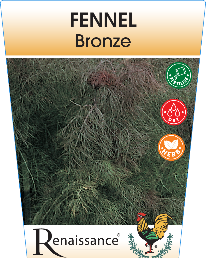 Fennel Bronze 95mm