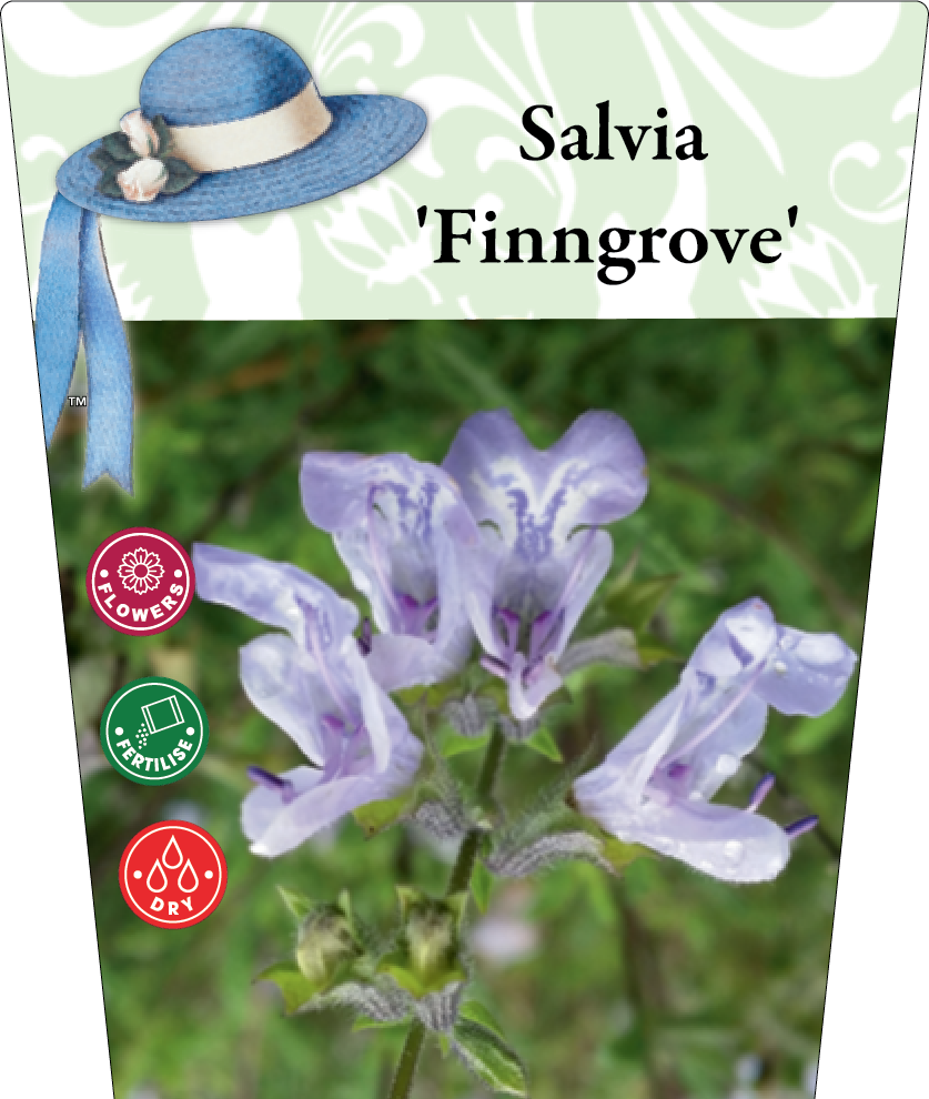 Salvia 'Finngrove' 95mm