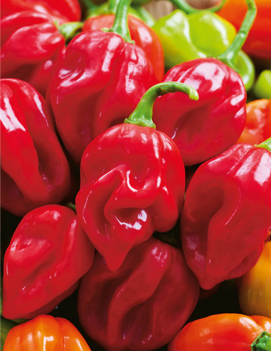 Chilli Habanero Giant Red 50 Seeds