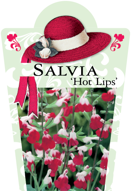 Salvia microphylla 'Hot Lips' 95mm