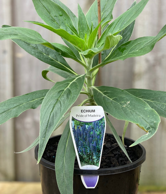 Echium candicans 'Pride of Madeira' 20cm