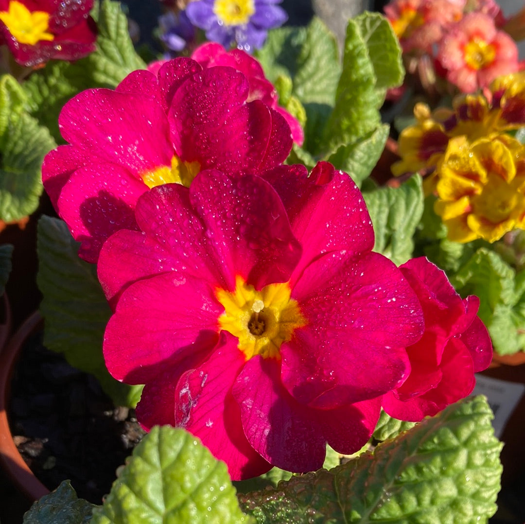 Primula acaulis mix 100mm