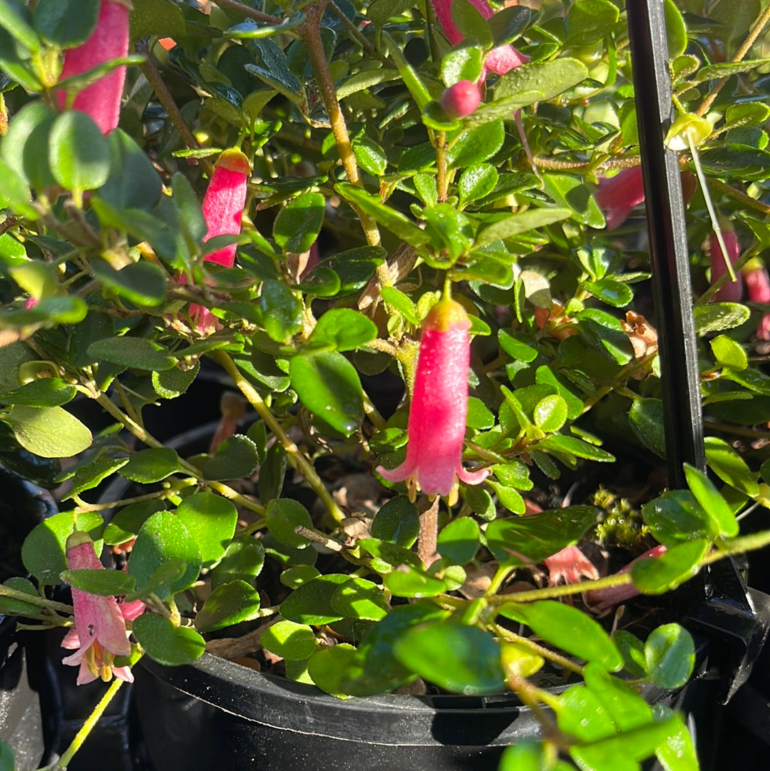 Correa pulchella 'Little Cate' 7cm