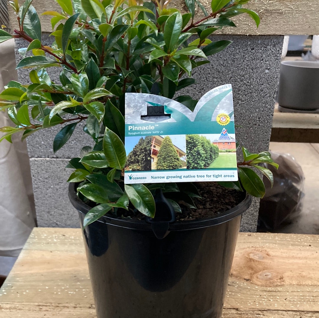 Syzygium australe Pinnacle™ 20cm