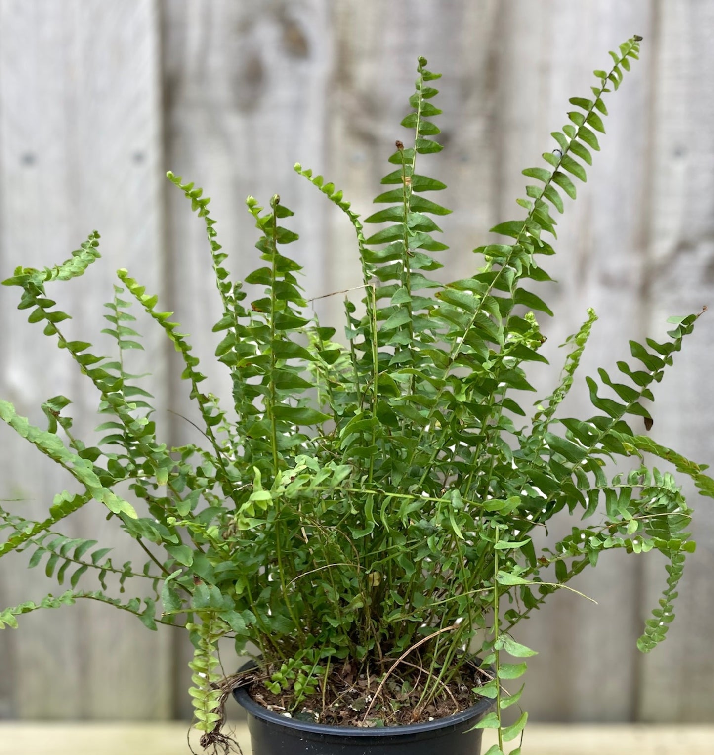Nephrolepis exaltata 'Montana' 14cm