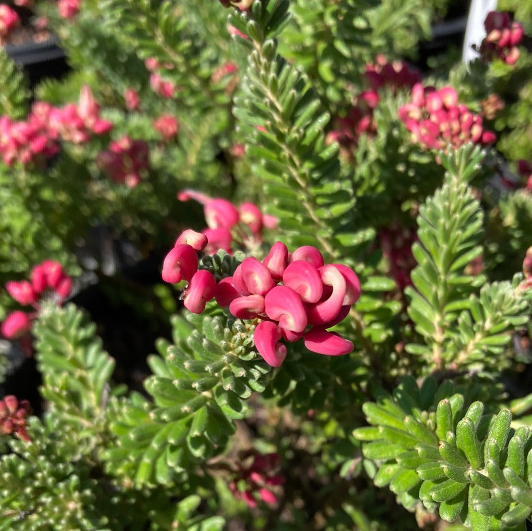 Grevillea lanigera Dwarf form 7cm