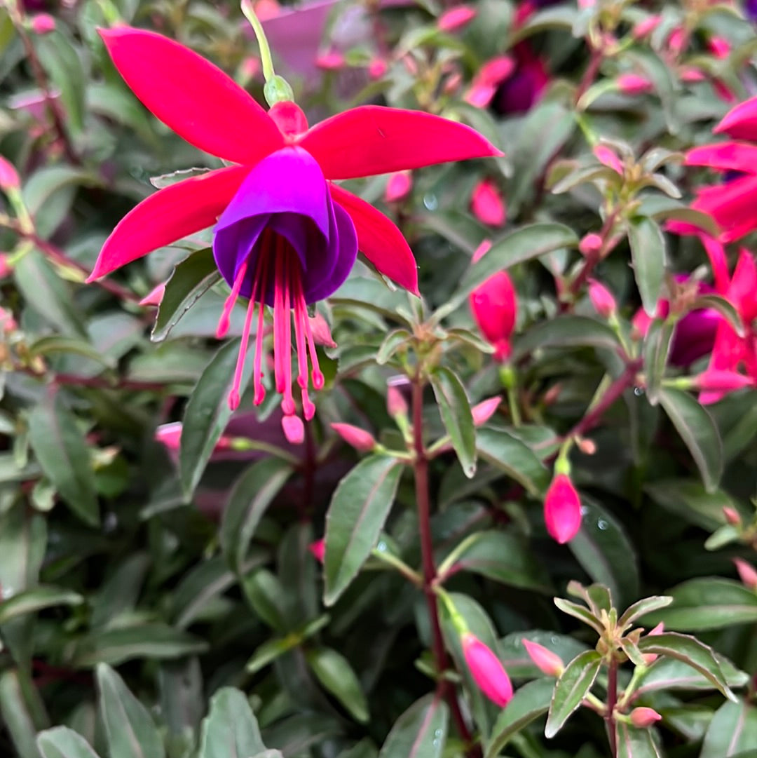 Fuchsia 'Electric Lights' 14cm