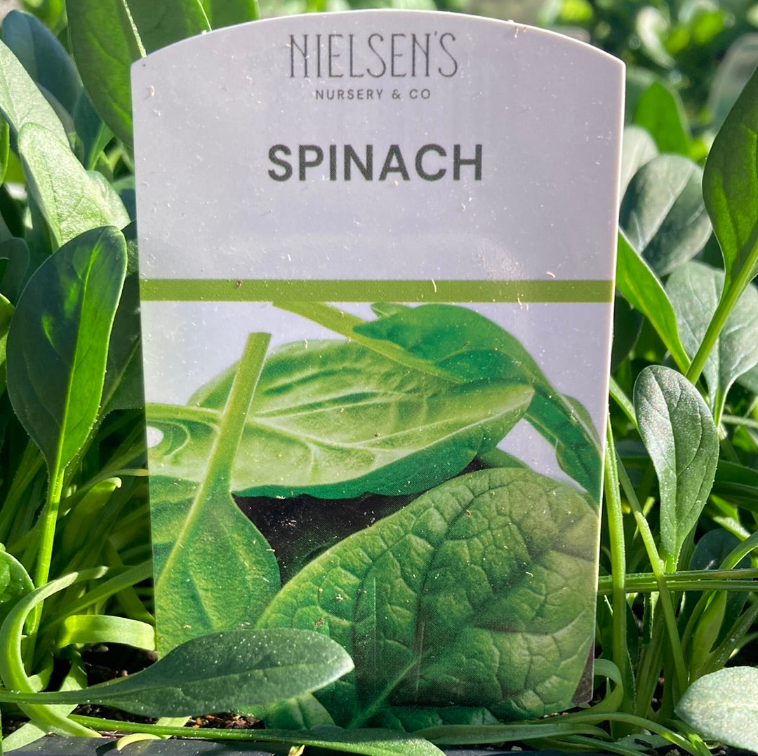 Spinach Punnet