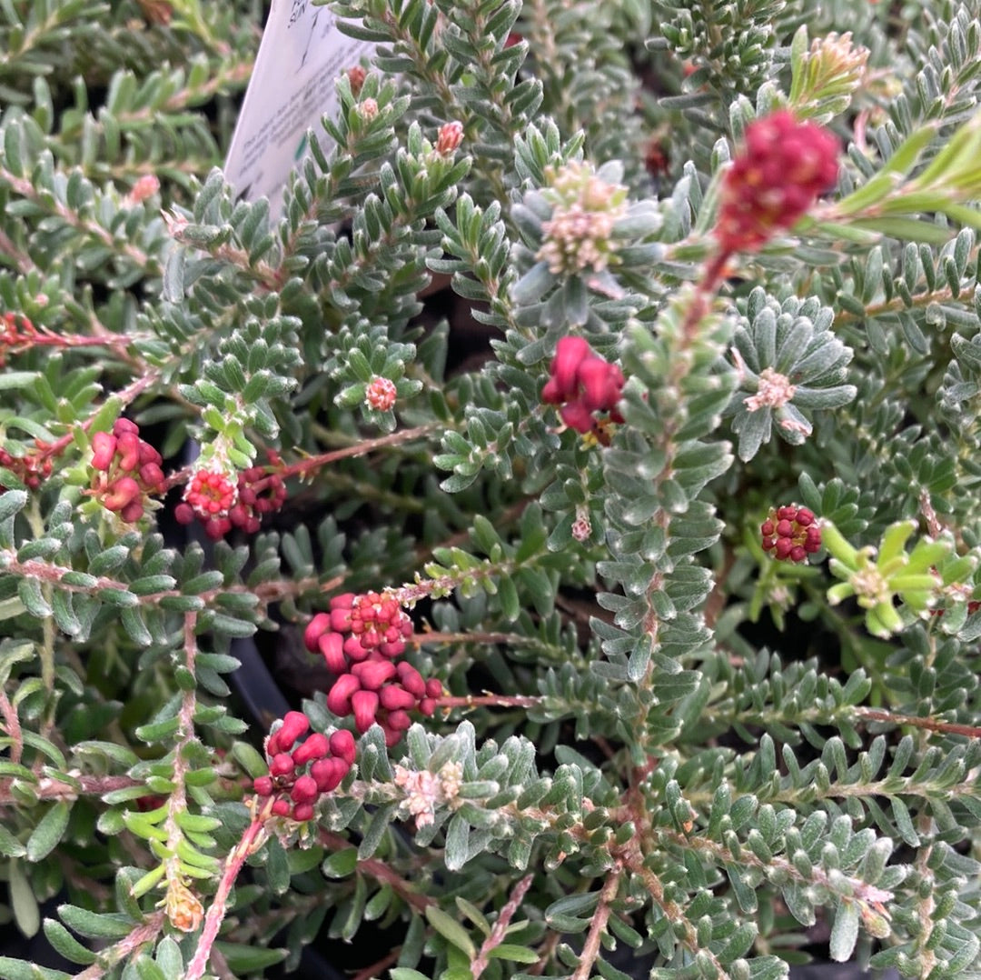 Grevillea lanigera 'Little Drummer Boy' 14cm