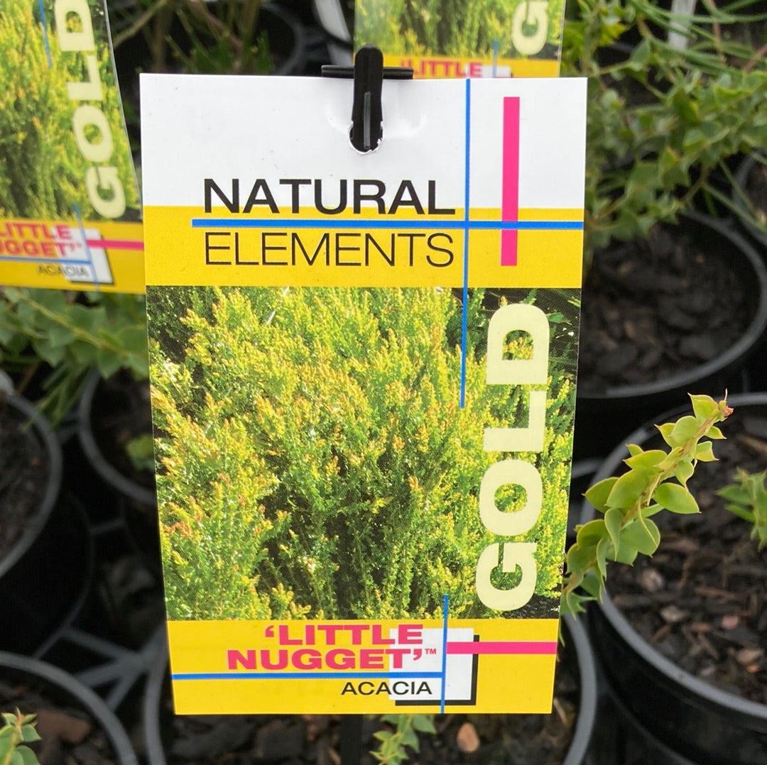 Acacia pravissima 'Little Nugget' 14cm