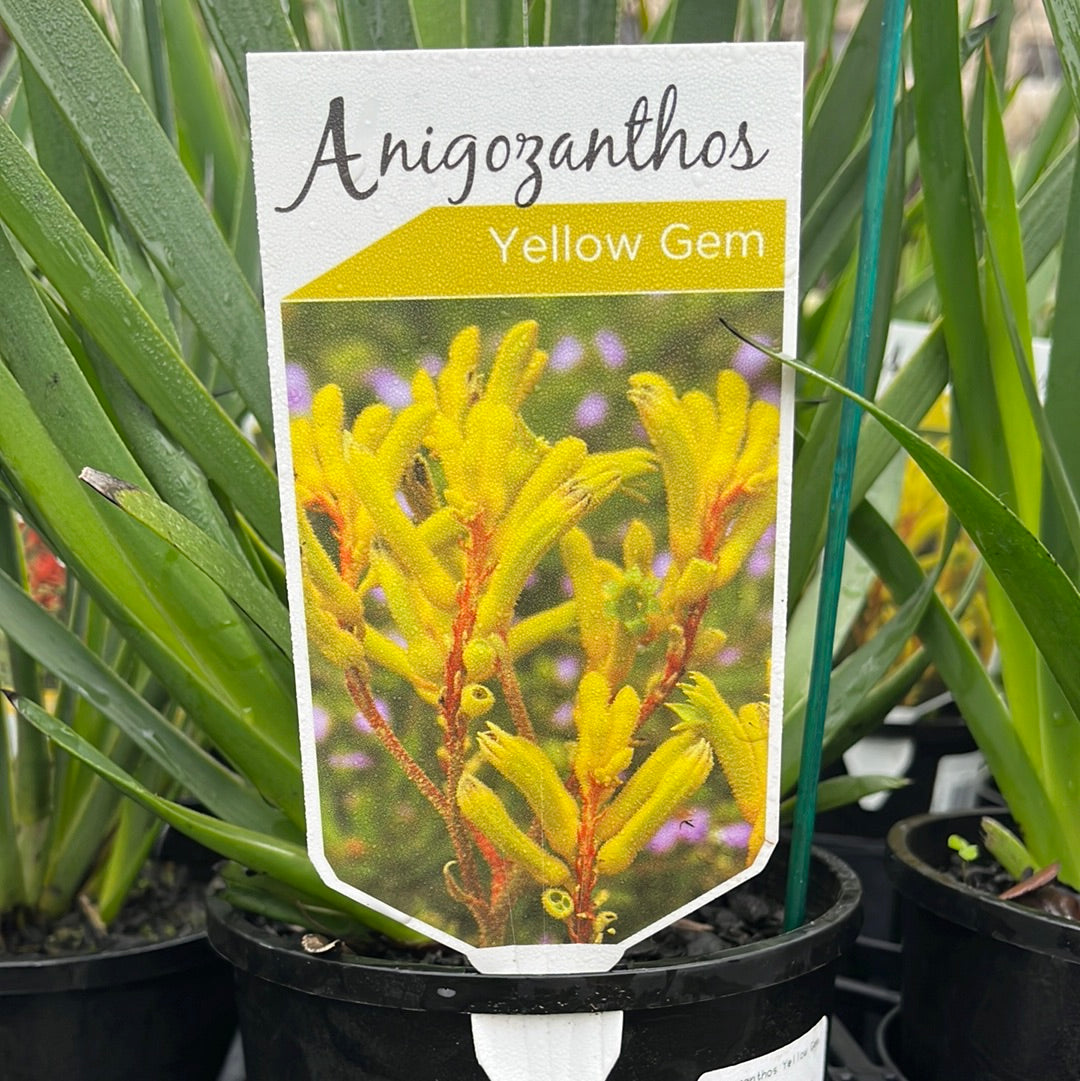 Anigozanthos 'Yellow Gem' 14cm