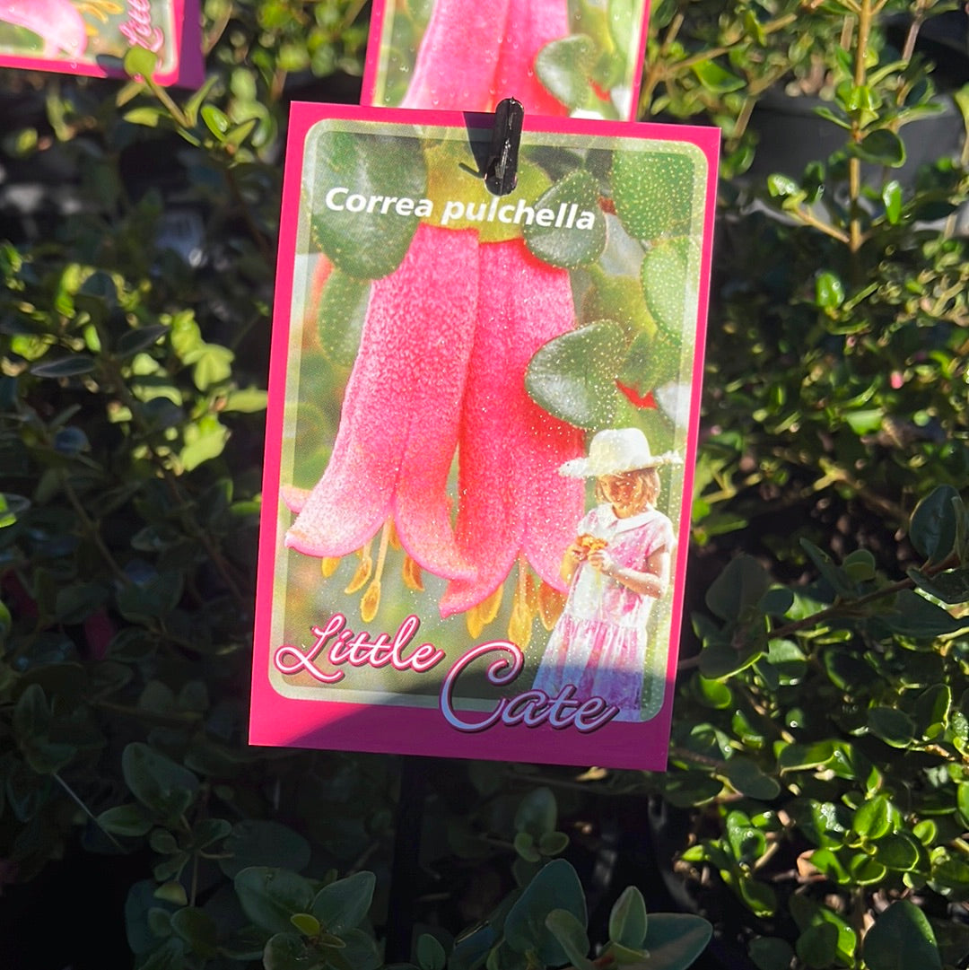 Correa pulchella 'Little Cate' 7cm
