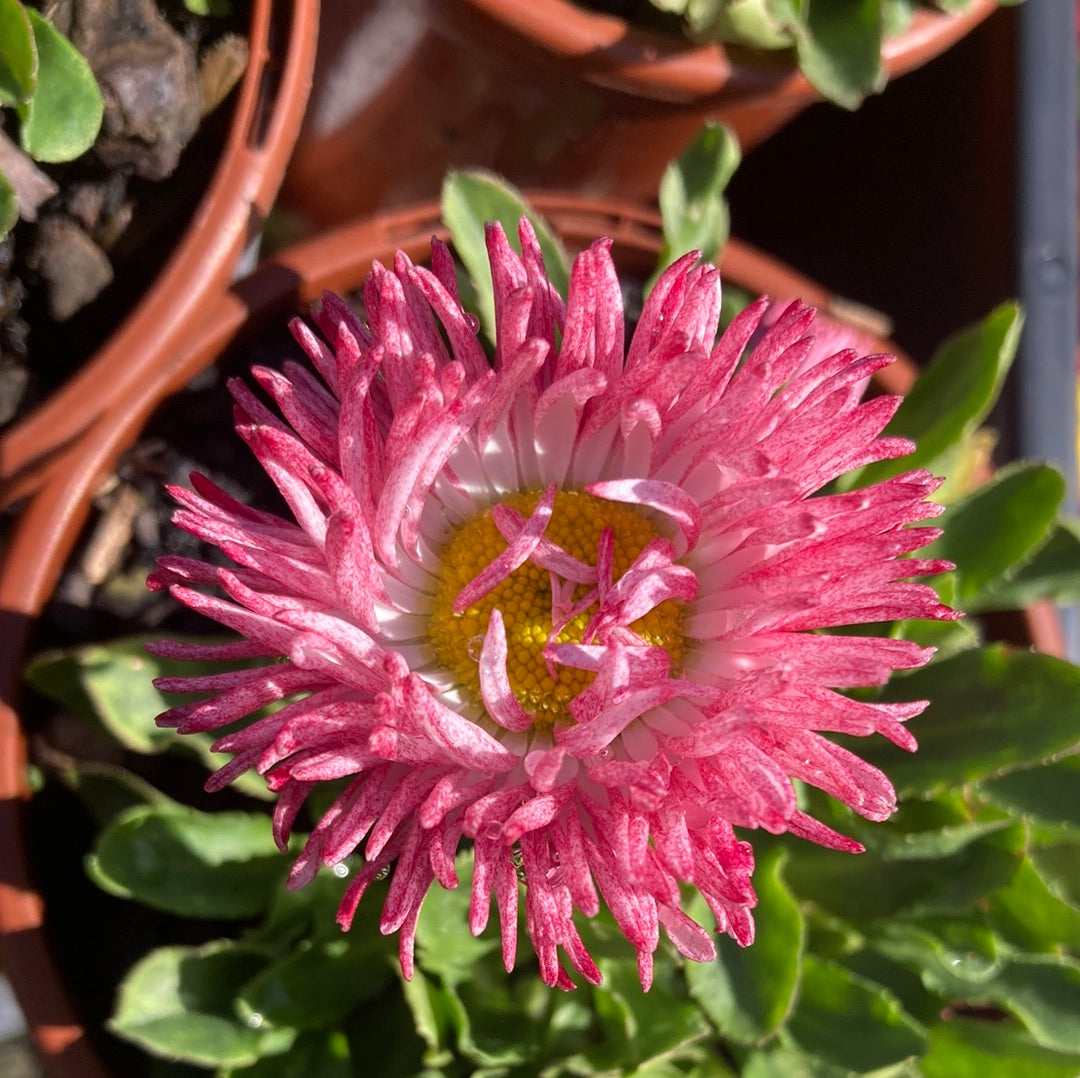 Bellis 'English Daisy' 100mm