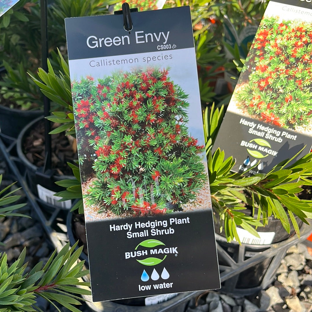 Callistemon 'Green Envy' PBR 14cm