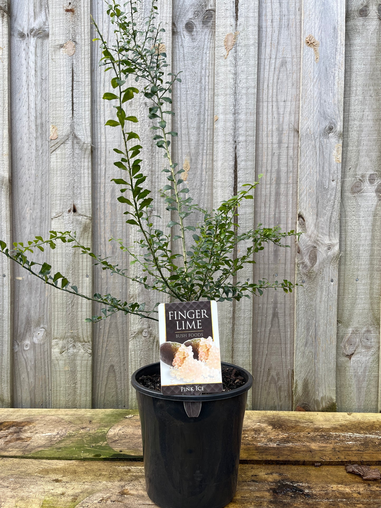 Citrus 'Finger Lime Pink Ice' Grafted 20cm
