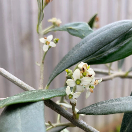 Olive Olea europaea 'Mission' 20cm Seconds
