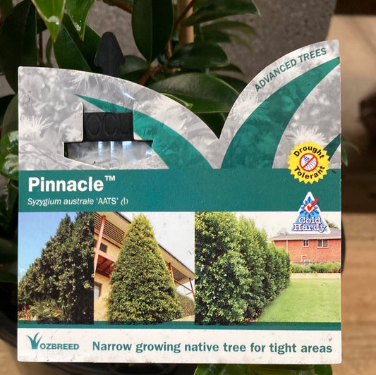 Syzygium australe Pinnacle™ 20cm
