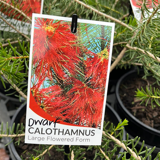 Calothamnus quadrifidus Dwarf 20cm
