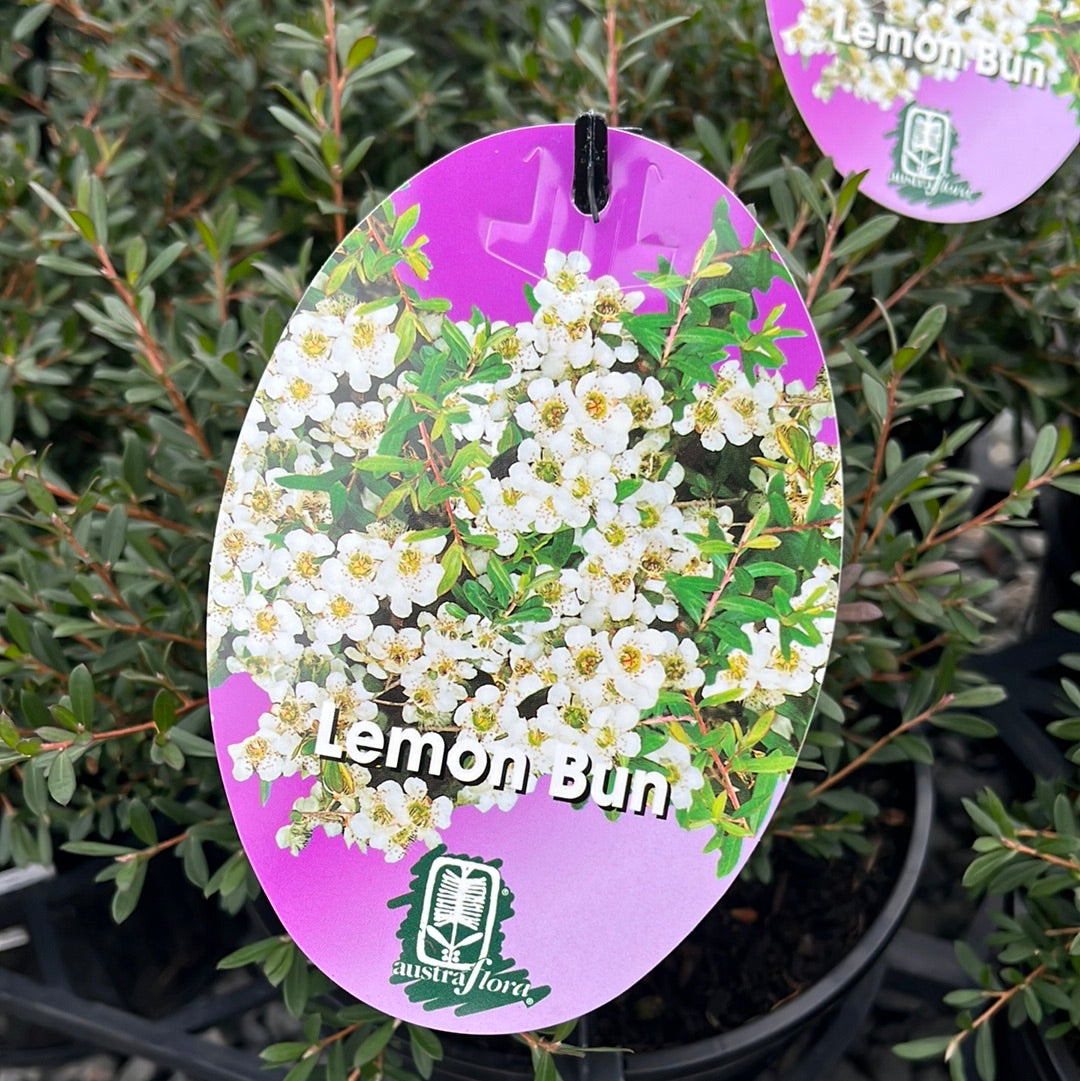 Leptospermum ‘Lemon Bun’ 18/20cm