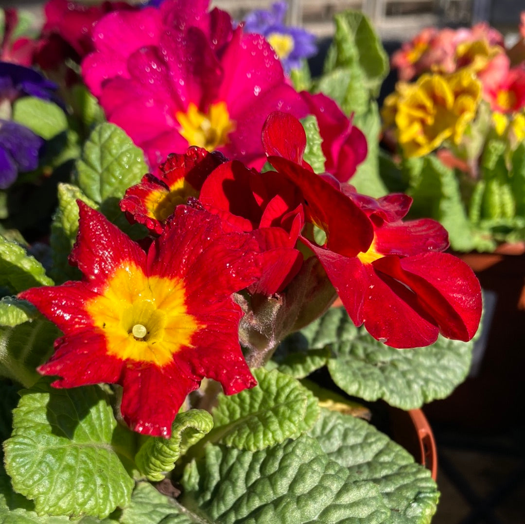 Primula acaulis mix 100mm