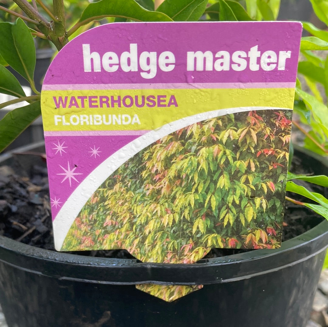 Waterhousea floribunda ‘Weeping Lilly Pilly' 200mm