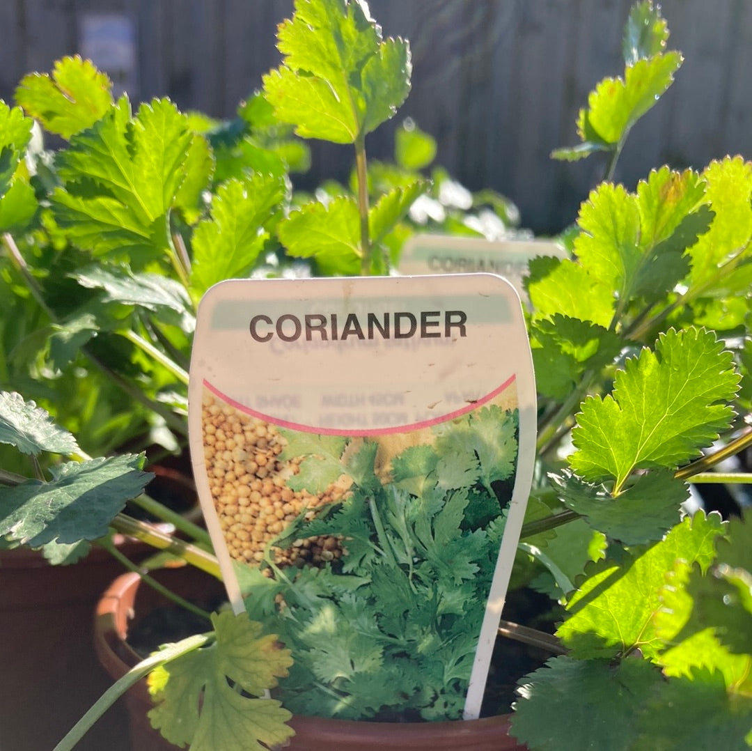 Coriander 100mm