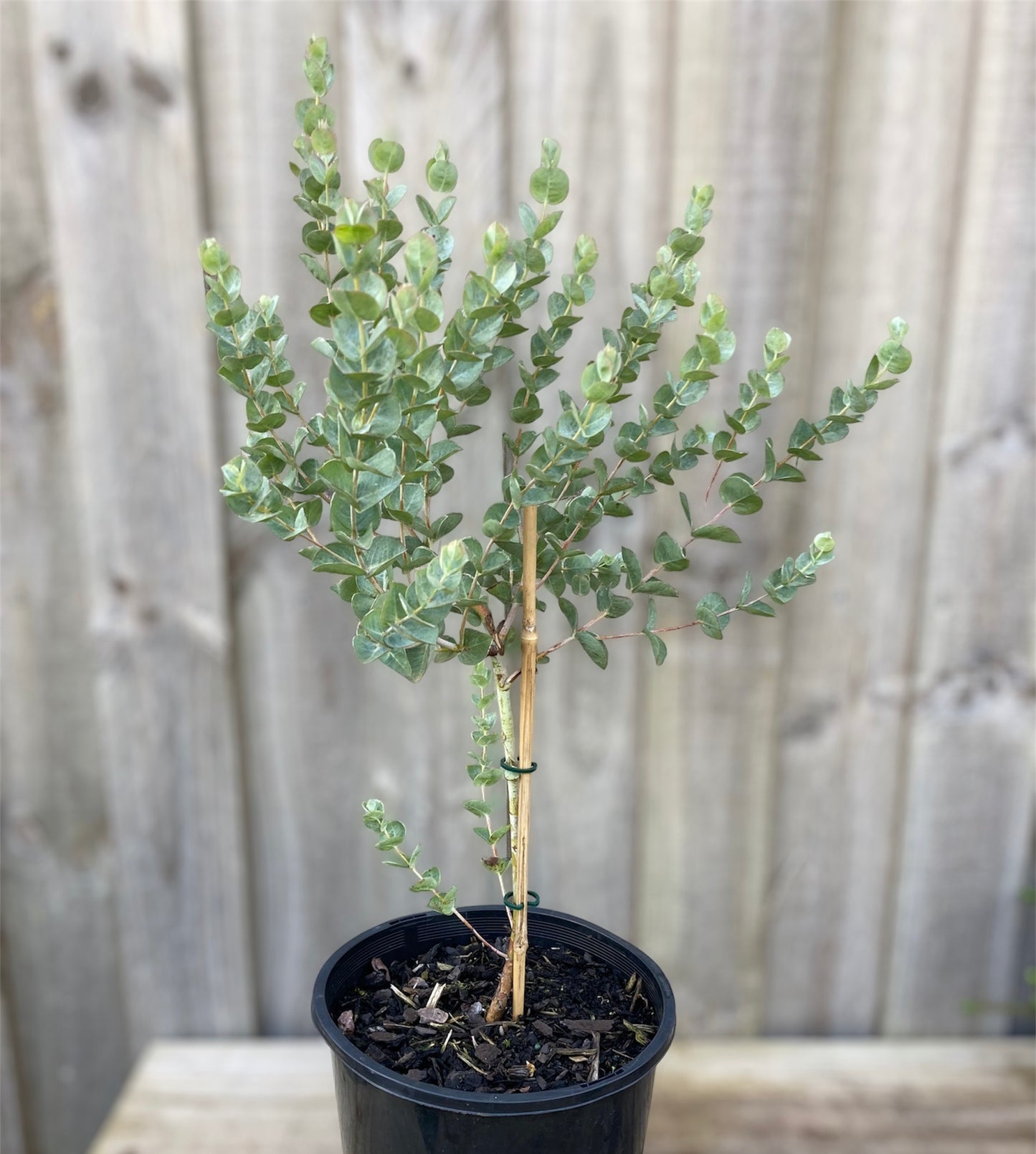 Eucalyptus albida 'White Leaved Mallee' 20cm
